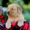 Image of Izzy, a Golden Retriever puppy