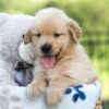 Image of Jack, a Golden Retriever puppy