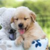 Image of Jack, a Golden Retriever puppy