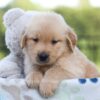 Image of Jack, a Golden Retriever puppy