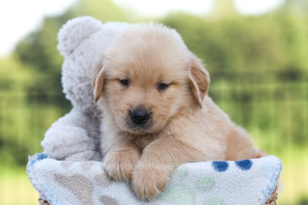 Image of Jack, a Golden Retriever puppy