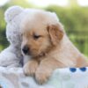 Image of Jack, a Golden Retriever puppy