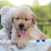 Image of Jack, a Golden Retriever puppy