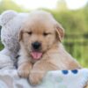 Image of Jack, a Golden Retriever puppy