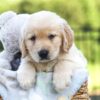 Image of Jagger, a Golden Retriever puppy