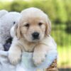 Image of Jagger, a Golden Retriever puppy