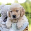 Image of Jagger, a Golden Retriever puppy
