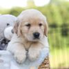 Image of Jagger, a Golden Retriever puppy