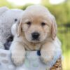 Image of Jagger, a Golden Retriever puppy