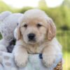 Image of Jagger, a Golden Retriever puppy