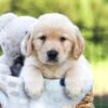 Image of Jagger, a Golden Retriever puppy