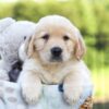 Image of Jagger, a Golden Retriever puppy