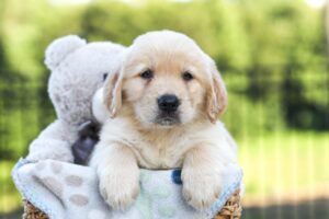Image of Jagger, a Golden Retriever puppy