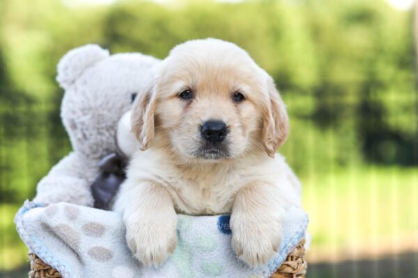 Image of Jagger, a Golden Retriever puppy