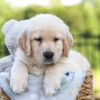 Image of Jasper, a Golden Retriever puppy