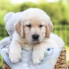 Image of Jasper, a Golden Retriever puppy