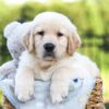 Image of Jasper, a Golden Retriever puppy
