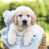 Image of Jasper, a Golden Retriever puppy