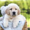Image of Jasper, a Golden Retriever puppy