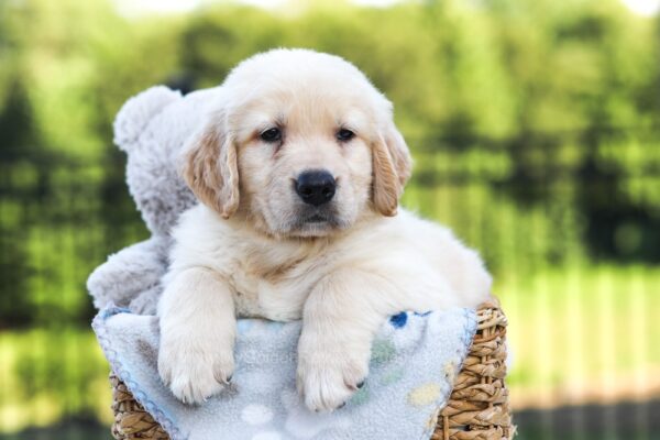 Image of Jasper, a Golden Retriever puppy