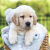 Image of Jasper, a Golden Retriever puppy