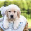 Image of Jasper, a Golden Retriever puppy
