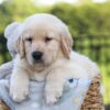Image of Jasper, a Golden Retriever puppy