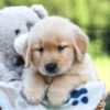 Image of Jax, a Golden Retriever puppy