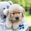 Image of Jax, a Golden Retriever puppy
