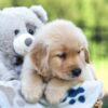 Image of Jax, a Golden Retriever puppy