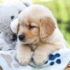 Image of Jax, a Golden Retriever puppy