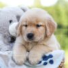 Image of Jax, a Golden Retriever puppy