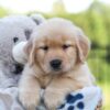 Image of Jax, a Golden Retriever puppy