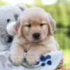 Image of Jax, a Golden Retriever puppy