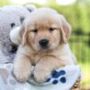 Image of Jax, a Golden Retriever puppy