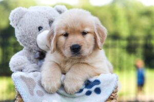 Image of Jax, a Golden Retriever puppy