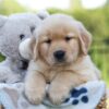 Image of Jax, a Golden Retriever puppy