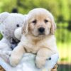 Image of Jemma, a Golden Retriever puppy