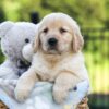 Image of Jemma, a Golden Retriever puppy