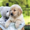 Image of Jemma, a Golden Retriever puppy