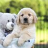 Image of Jemma, a Golden Retriever puppy
