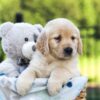 Image of Jemma, a Golden Retriever puppy