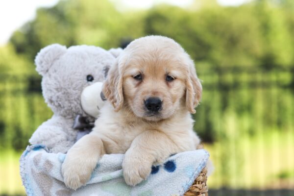 Image of Jemma, a Golden Retriever puppy