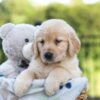Image of Jemma, a Golden Retriever puppy