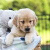 Image of Jemma, a Golden Retriever puppy