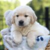 Image of Jett, a Golden Retriever puppy