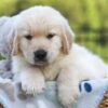 Image of Jett, a Golden Retriever puppy
