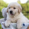 Image of Jett, a Golden Retriever puppy