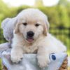 Image of Jett, a Golden Retriever puppy