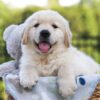 Image of Jett, a Golden Retriever puppy
